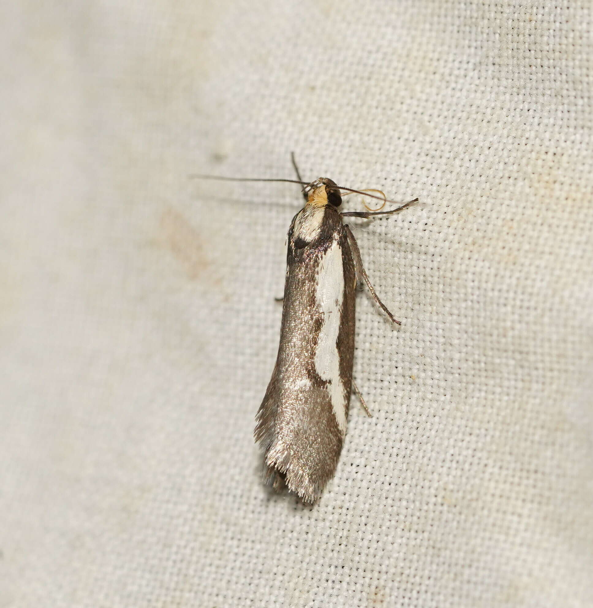 Image of Philobota partitella Walker 1864