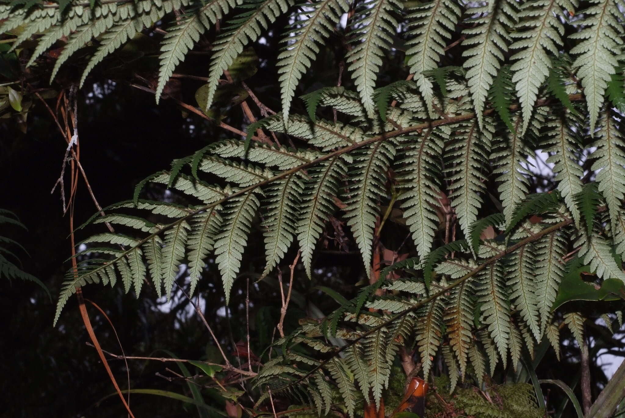 Image of Dicksonia baudouinii Fourn.