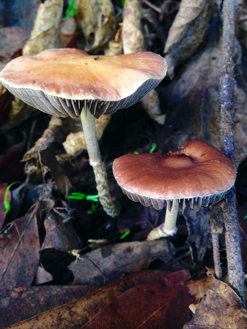 Image of Leratiomyces squamosus var. thraustus (Kalchbr.) Bridge & Spooner