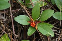 Image of Hibbertia scandens (Willd.) Gilg