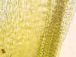 Image of <i>Orthotrichum papillosum</i>