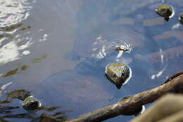 Image of Australian Saw Shelled Turtles