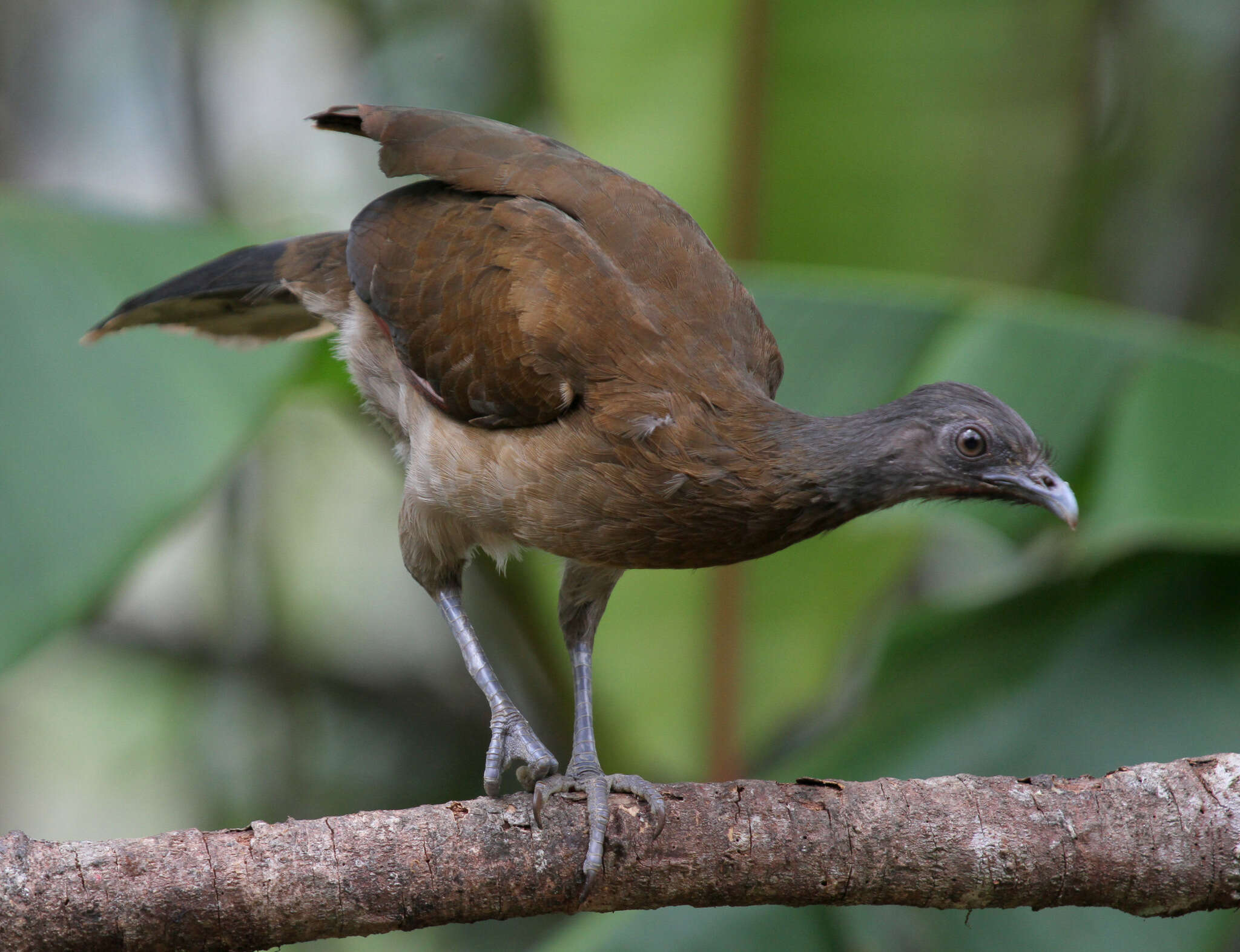 Image of Gray-headed Chachalaca