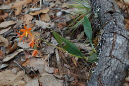 Image of Prosthechea vitellina (Lindl.) W. E. Higgins