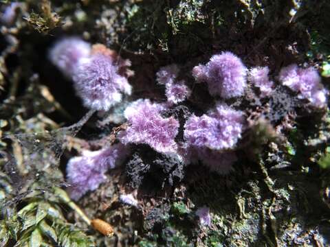 Image of Punctularia atropurpurascens (Berk. & Broome) Petch 1916