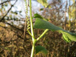 Image of Cretan bryony