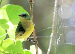 Слика од Hedydipna collaris zuluensis (Roberts 1931)