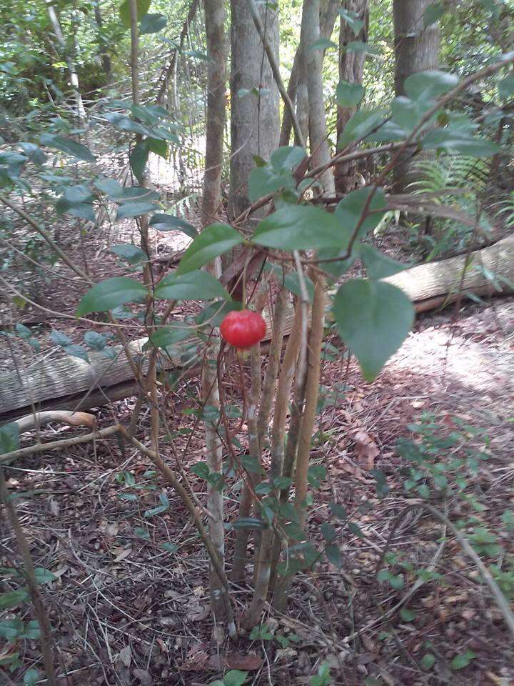 Image of Surinam cherry