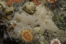 Image of Crella (Pytheas) plana Picton & Goodwin 2007