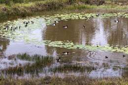 Image of magpie-goose