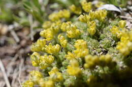 Image of fewseed draba