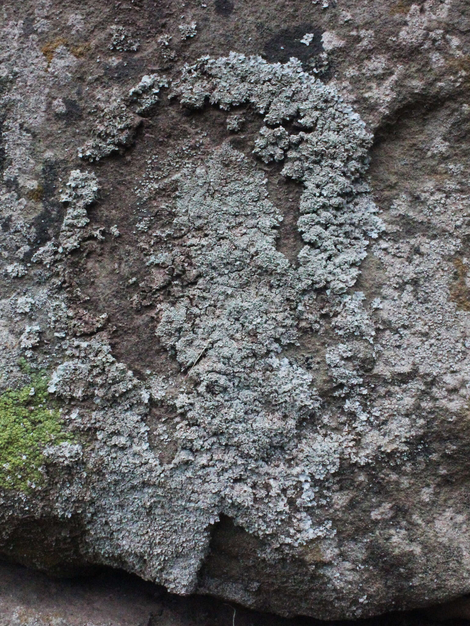 Image of rosette lichen