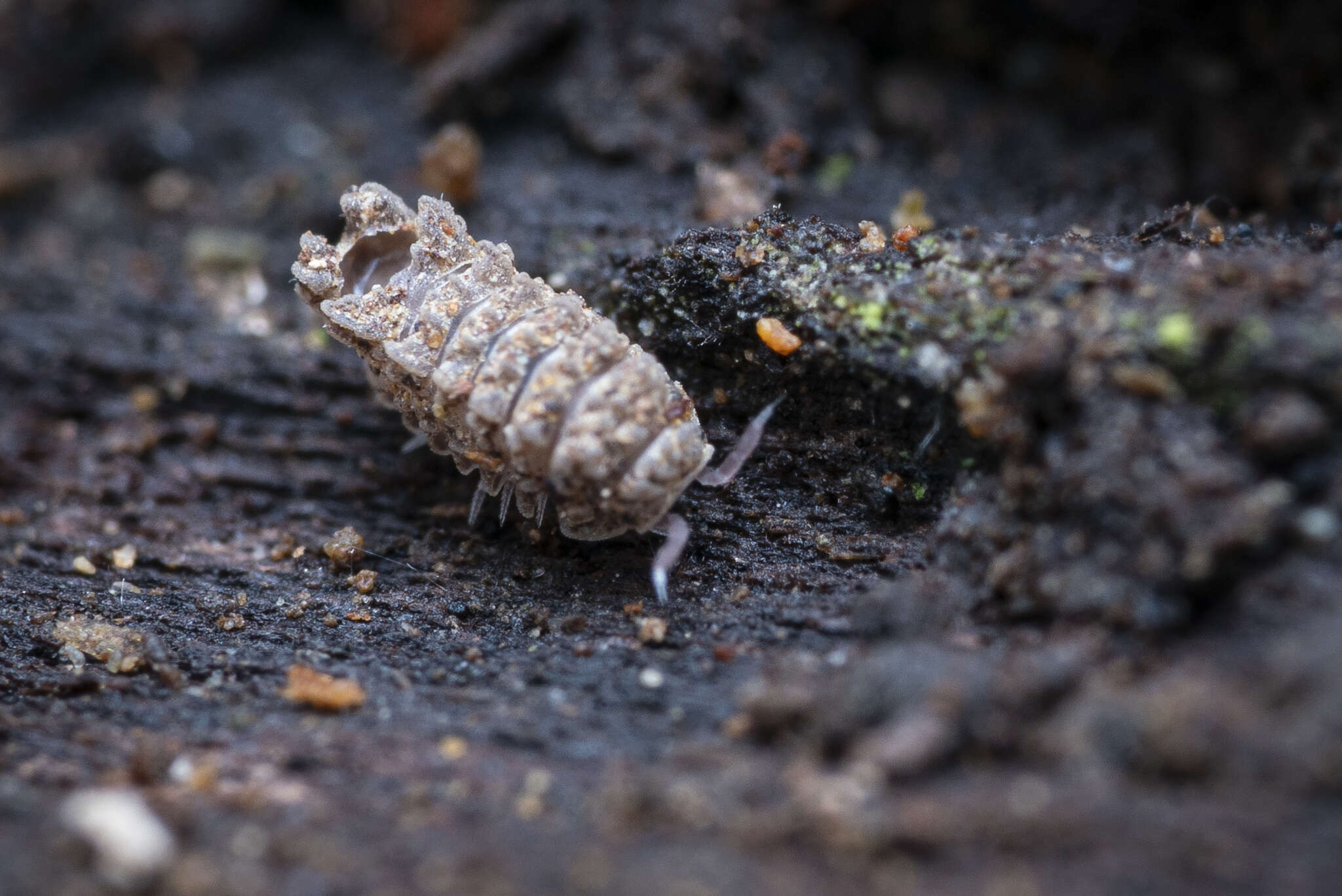 Image of Pseudolaureola deharvengi Dalens 1998