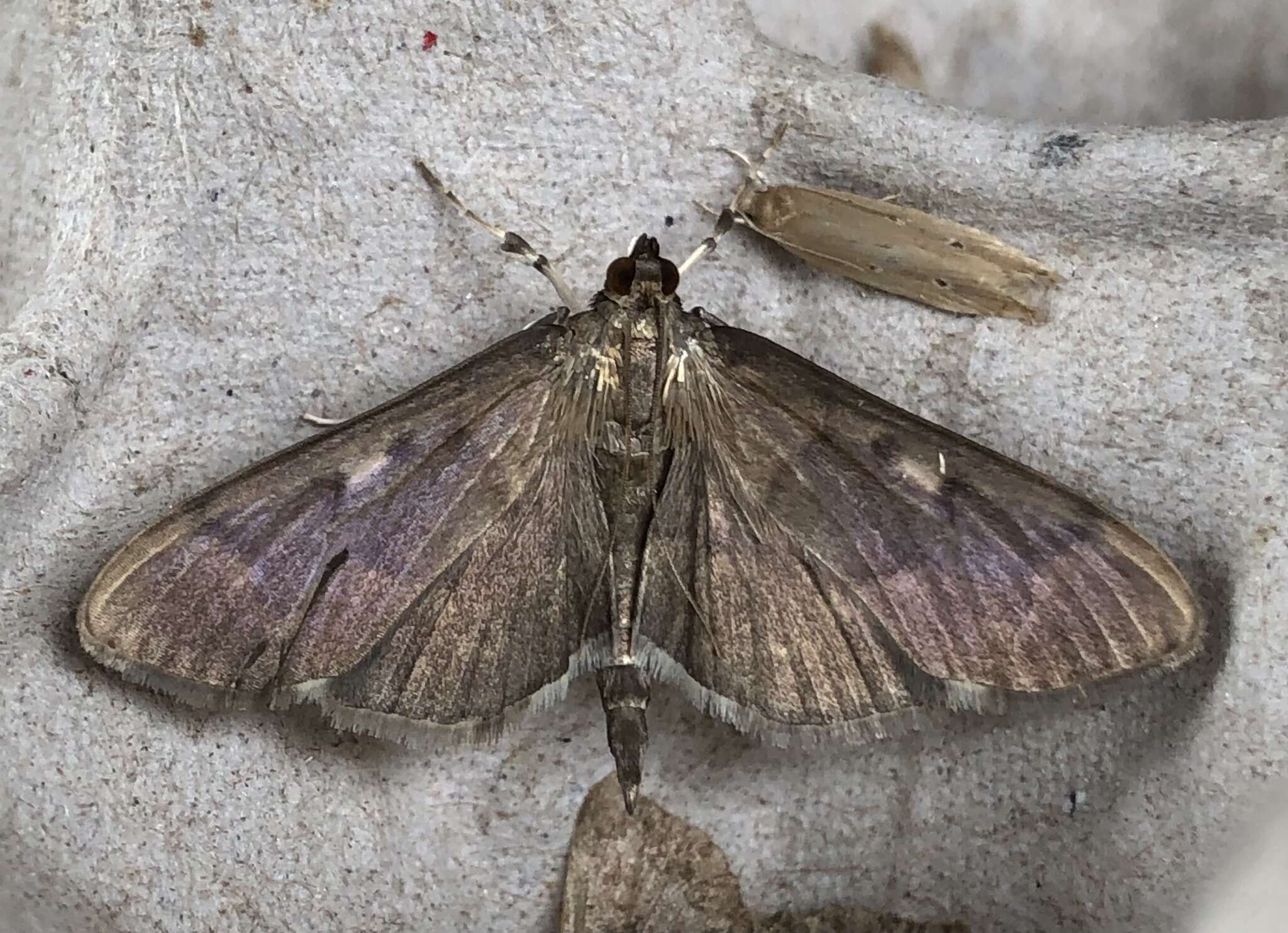 Image of Herpetogramma sphingealis Handfield & Handfield 2011