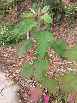 Plancia ëd Chenopodium formosanum Koidz.