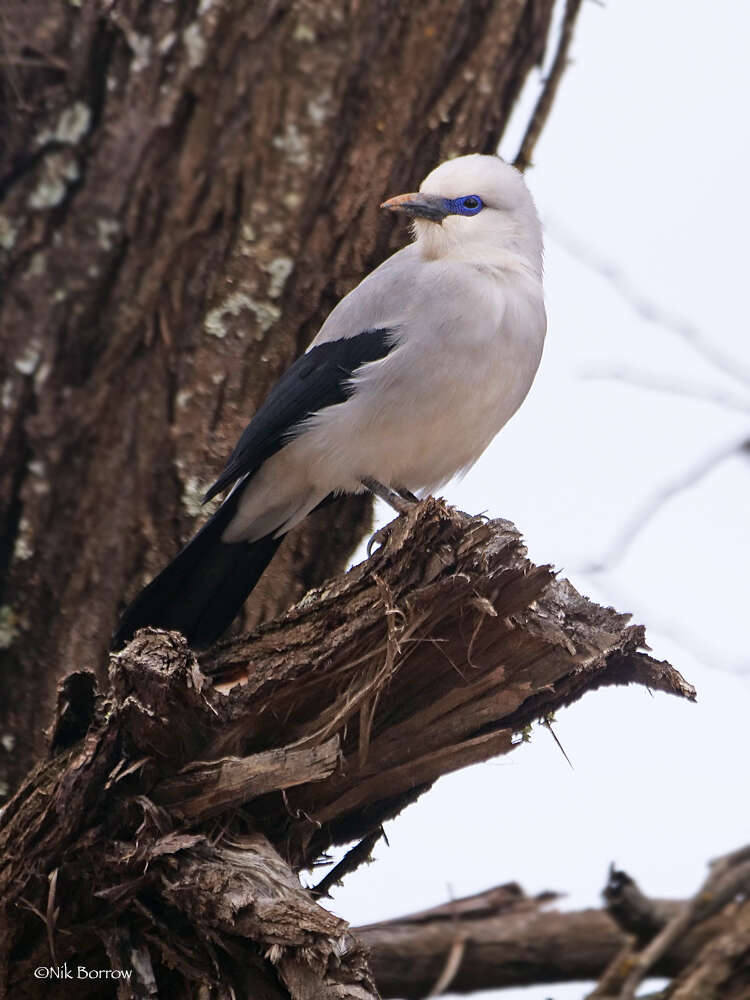 Image of Zavattariornis Moltoni 1938