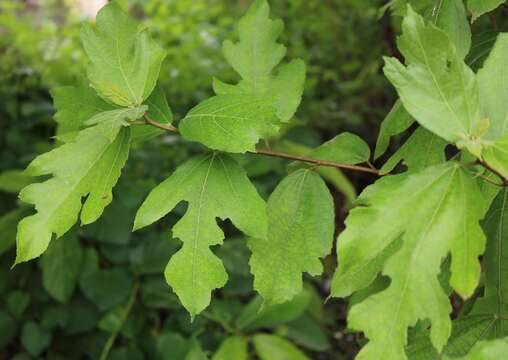 Ficus exasperata Vahl的圖片