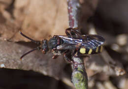 Image of Nomada leucophthalma (Kirby 1802)