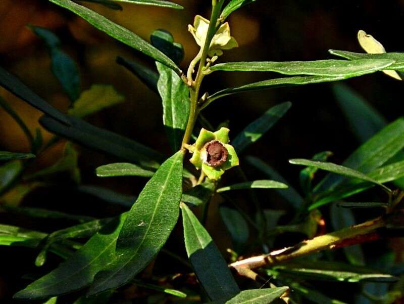 Sivun Beyeria lasiocarpa (F. Muell.) Müll. Arg. kuva