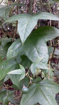 Image of Passiflora eglandulosa J. M. Mac Dougal