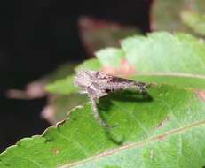 Sivun Sidymella hirsuta (L. Koch 1874) kuva