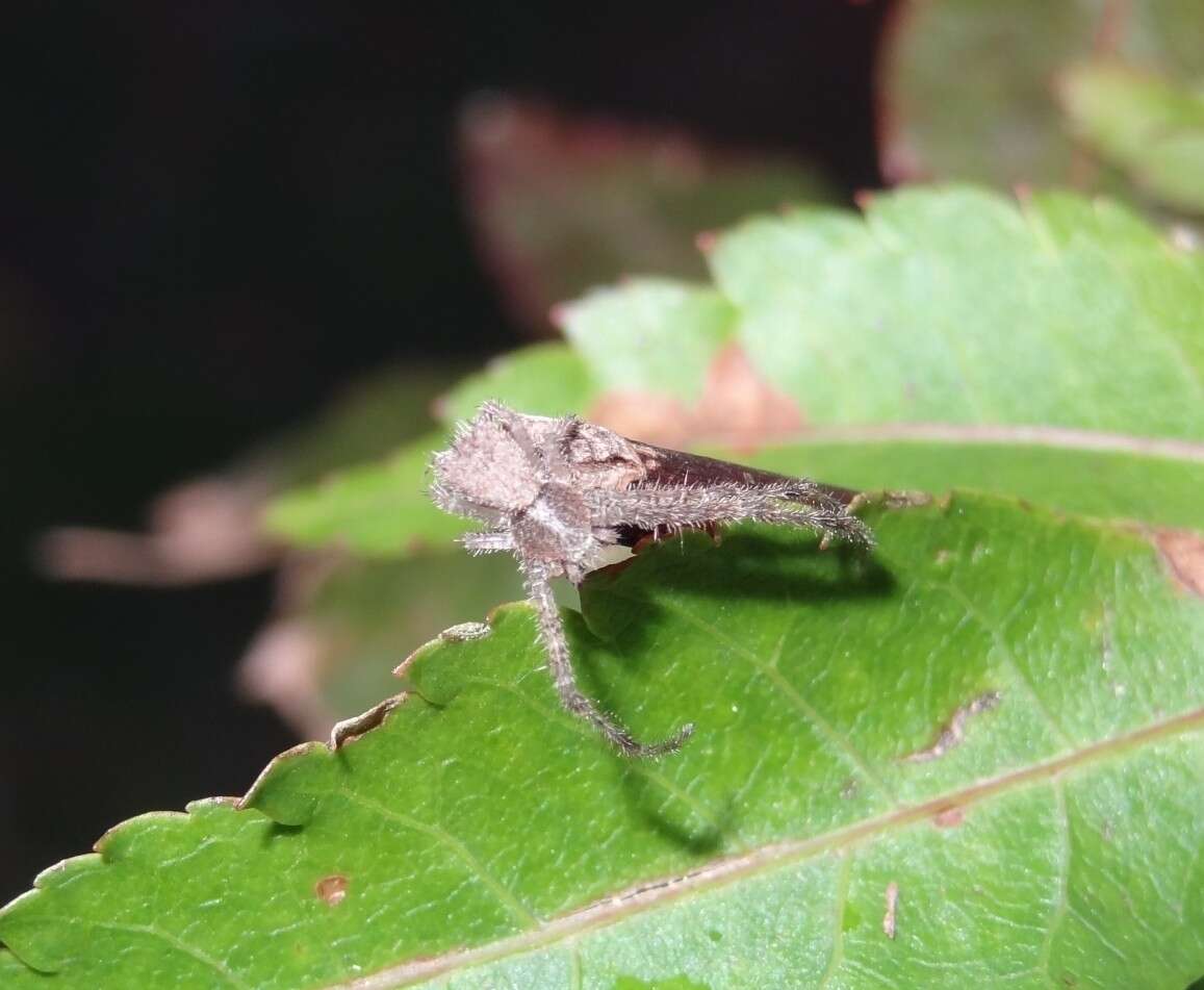 Sivun Sidymella hirsuta (L. Koch 1874) kuva