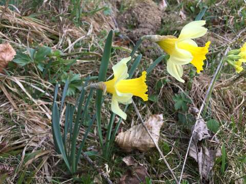 Image of daffodil