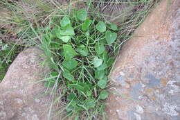 Image of False nasturtium