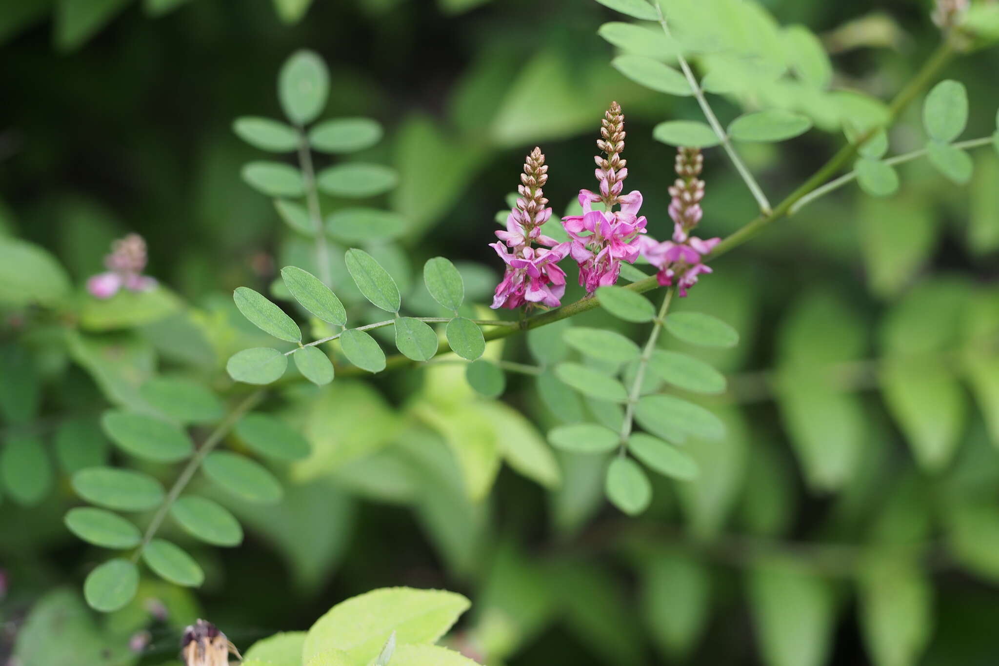 Image de Indigofera pseudotinctoria Matsum.