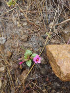 Image of Congdon's Monkey-Flower