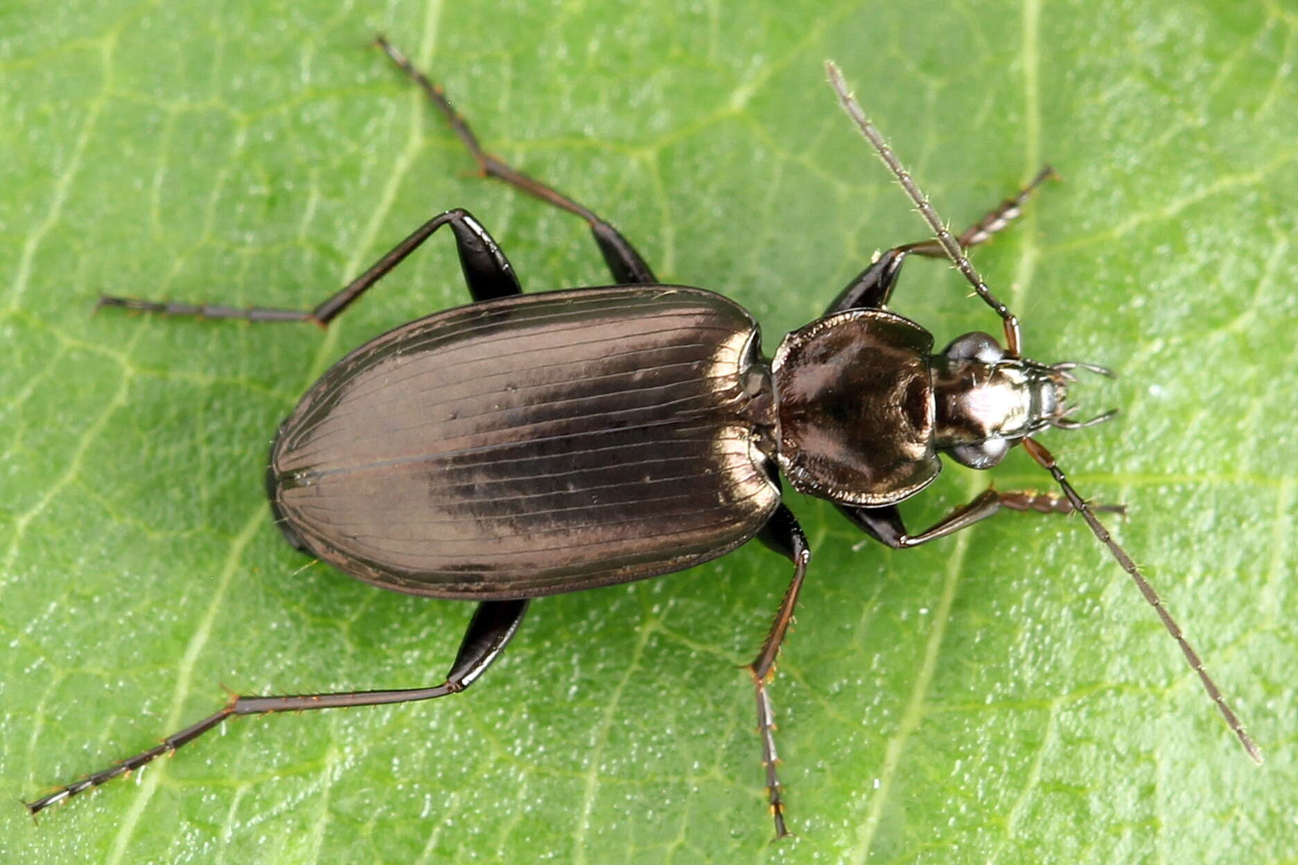 Image de Agonum (Agonum) gracilipes (Duftschmid 1812)