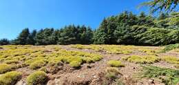 Image of Bupleurum fruticescens subsp. spinosum (Gouan) O. Bolos & Vigo