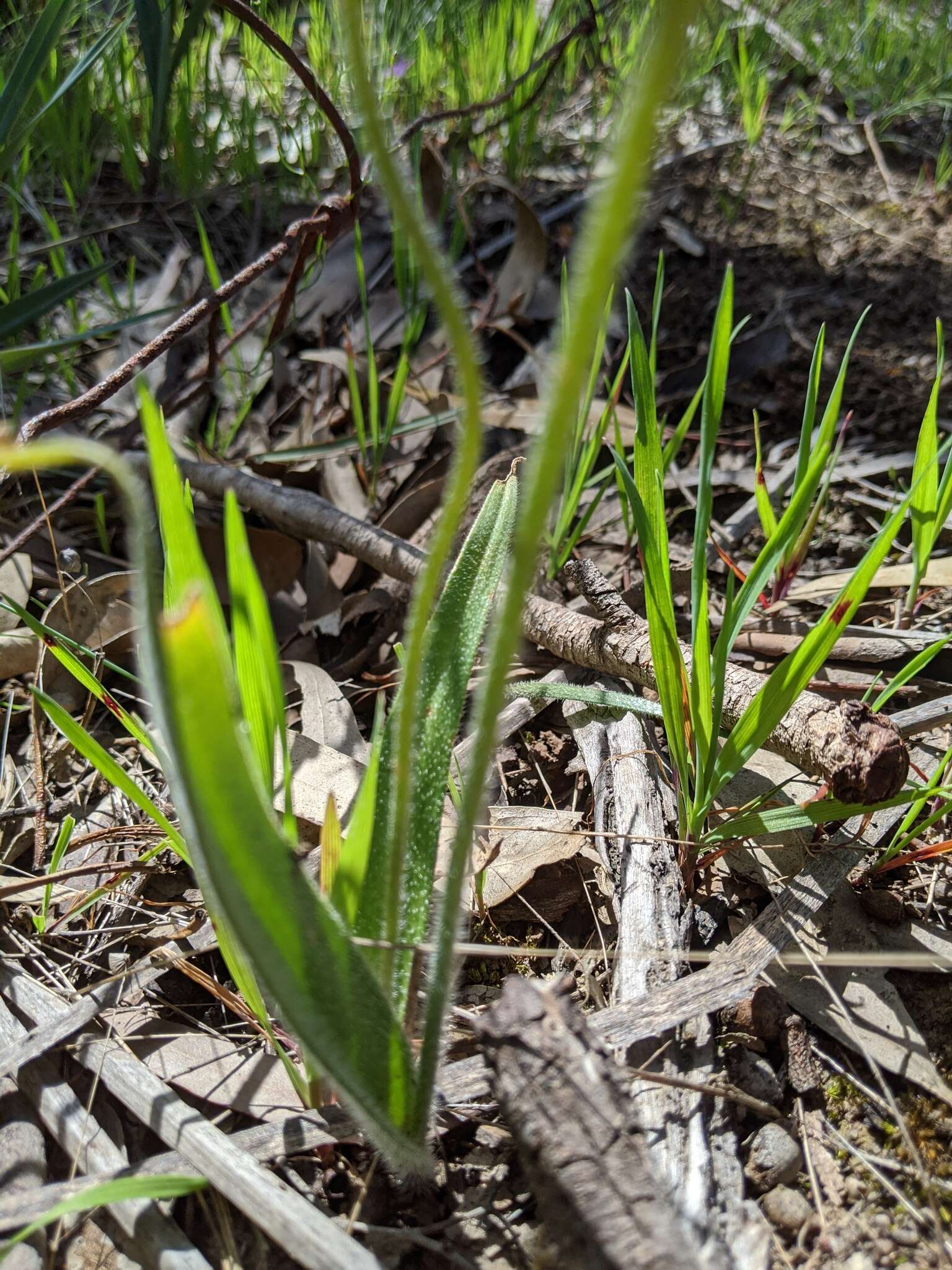 Image of Caladenia behrii Schltdl.