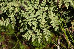 Image de Oeosporangium hispanicum (Mett.) Fraser-Jenk. & Pariyar