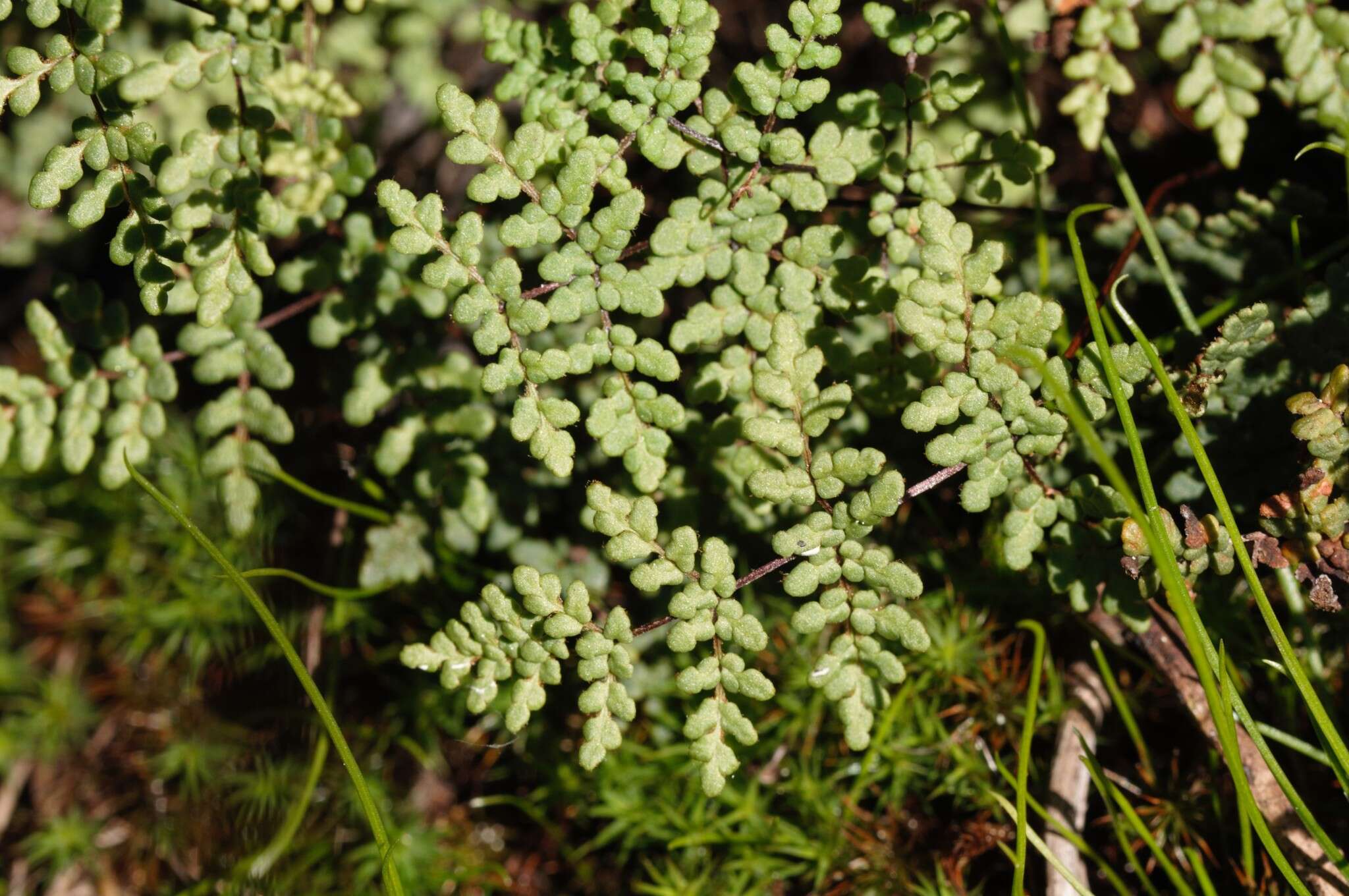 Image de Oeosporangium hispanicum (Mett.) Fraser-Jenk. & Pariyar