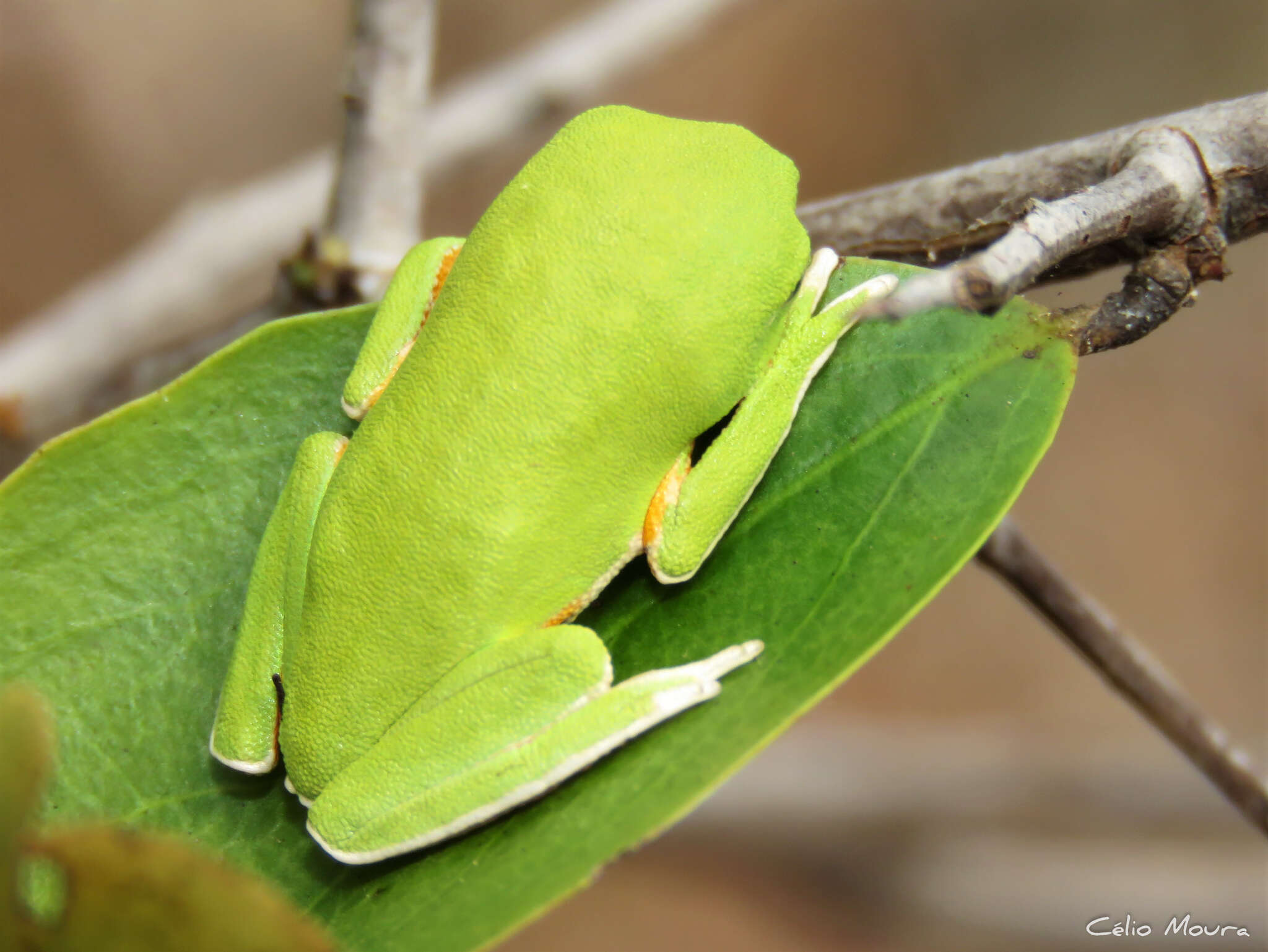 Image of Pithecopus gonzagai