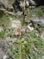 Image de Nepeta nepetella L.