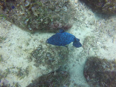 Image of Guinea fowl puffer