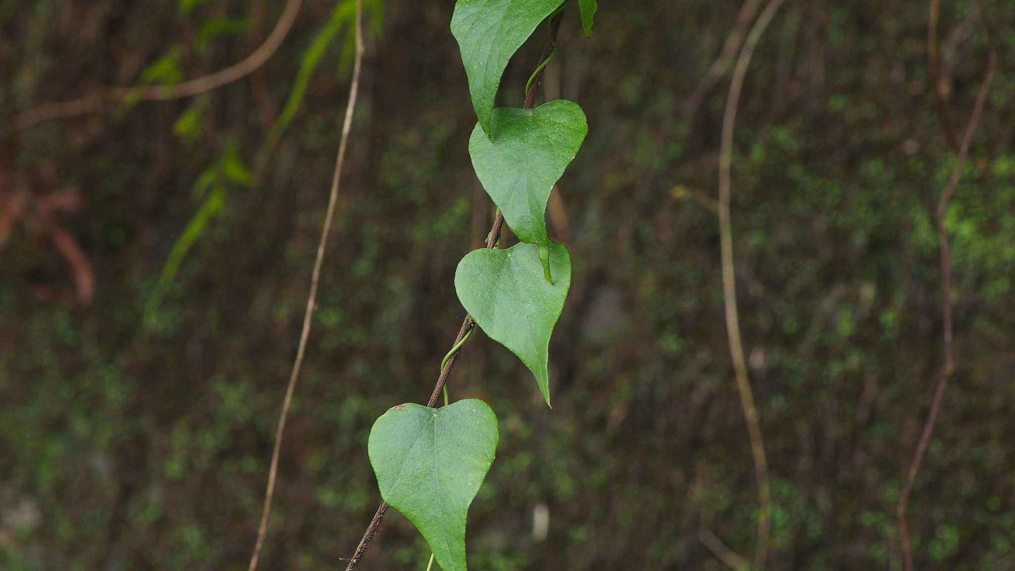 صورة Cyclea ochiaiana (Yannam.) S. F Huang & TC. Huang