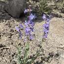 صورة Penstemon osterhoutii Pennell