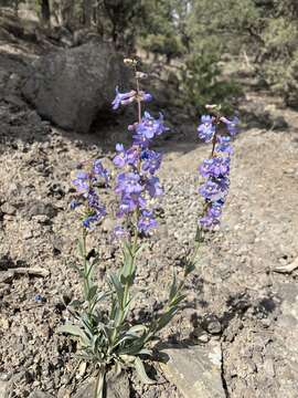 Image de Penstemon osterhoutii Pennell