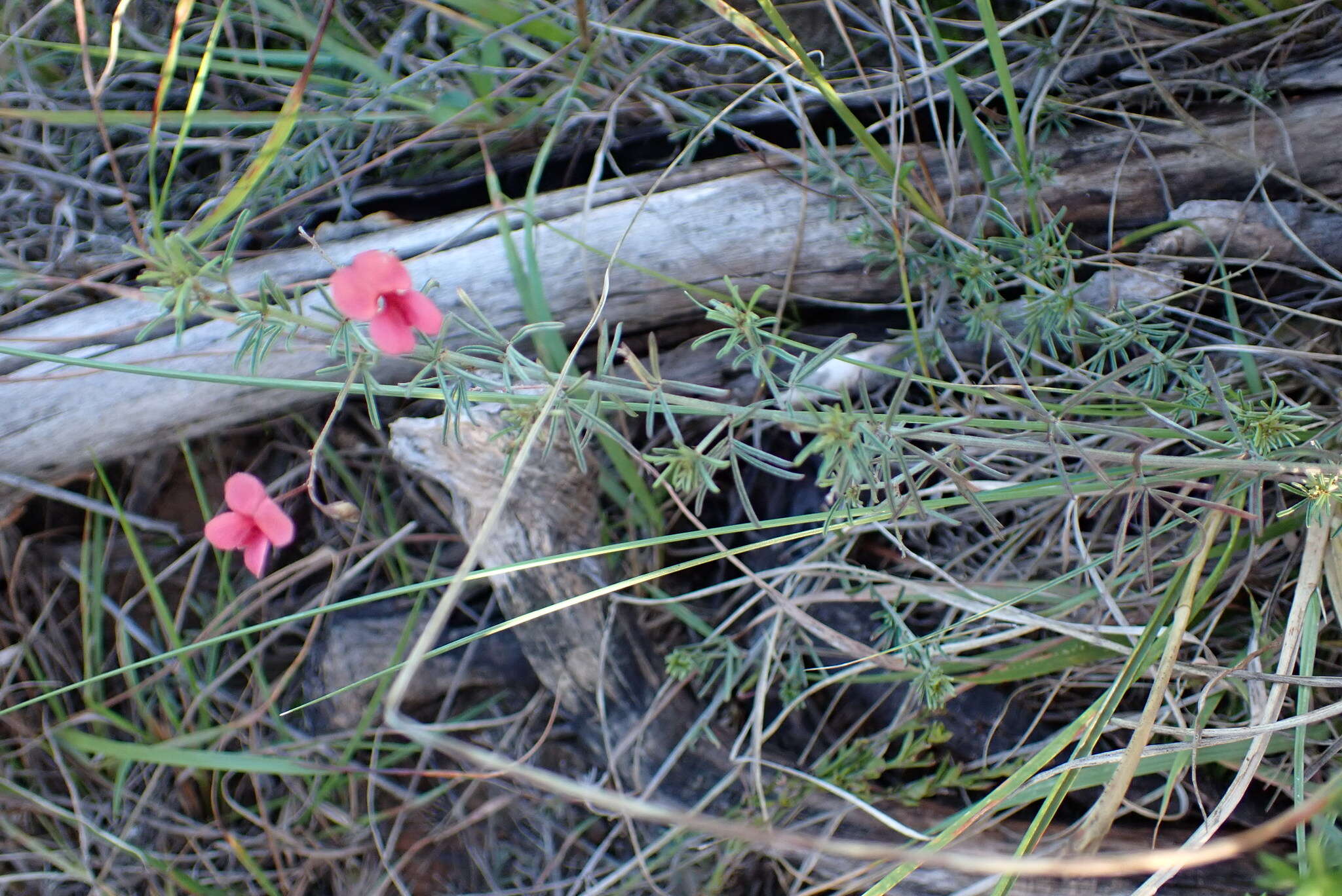 Слика од Indigofera microcarpa Desv.