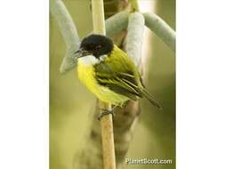 Image of Black-headed Tody-Flycatcher