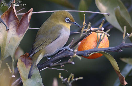 Image of Japanese White-eye