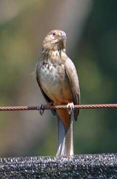 Image of Canyon Towhee