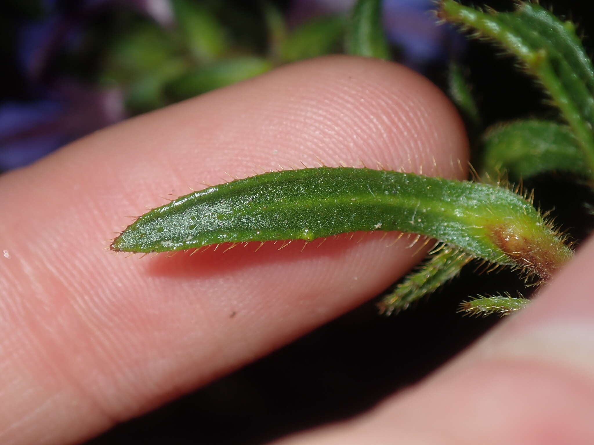 Image of Scaevola glandulifera DC.