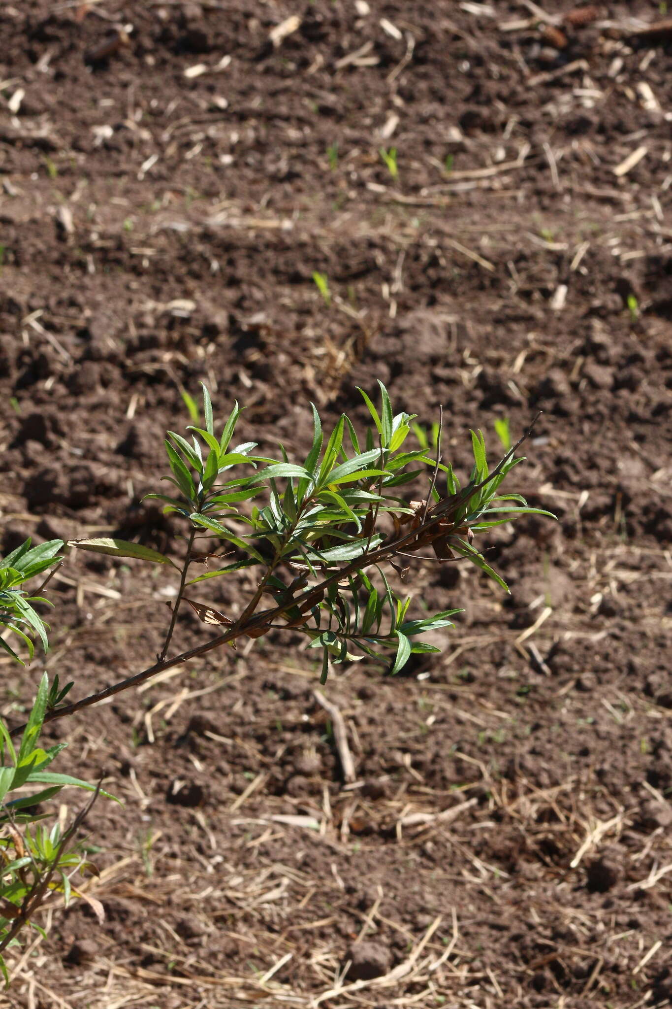 Image of Baccharis punctulata DC.