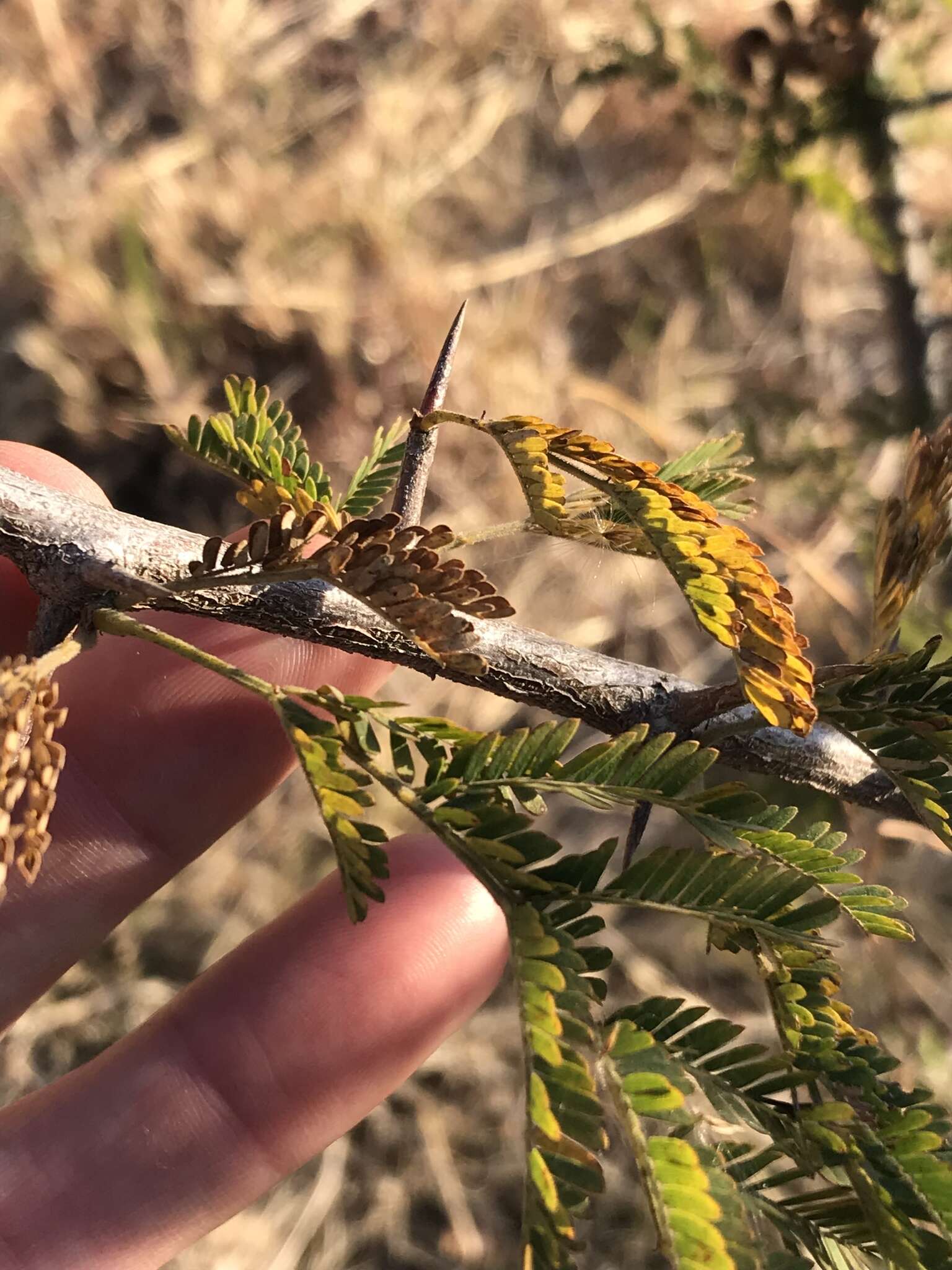 Слика од Dichrostachys cinerea subsp. africana Brenan & Brummitt