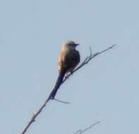 Image of Scissor-tailed Flycatcher