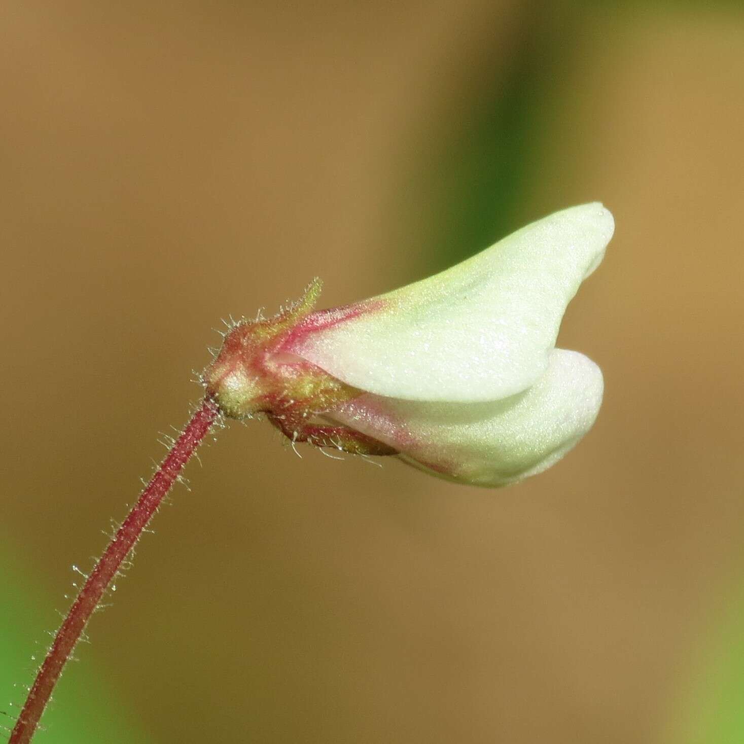 Desmodium arizonicum S. Watson resmi